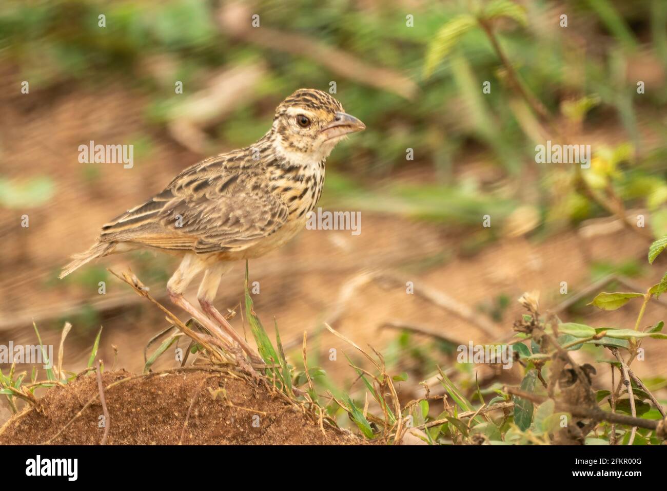 Larche de Jerdon ou larche de brousse de Jerdon, Mirafra affinis, adulte unique debout sur un sol sablonneux, Sri Lanka Banque D'Images