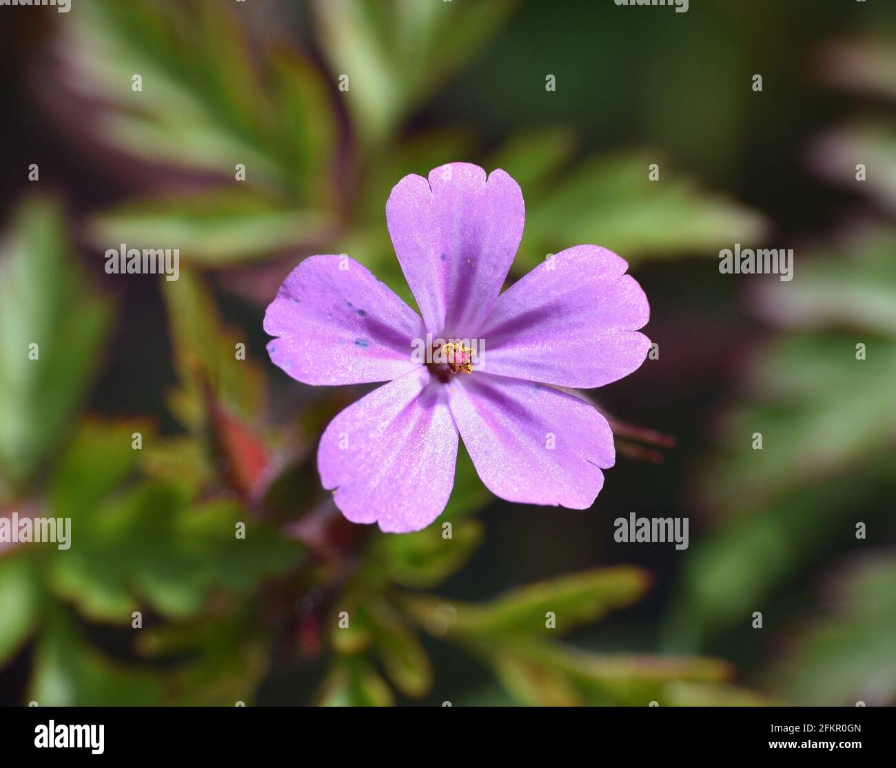 Photo macro de la fleur de Geranium robertianum. Avec pétales roses et violets. Journée ensoleillée à Munilla, la Rioja, Espagne. Banque D'Images