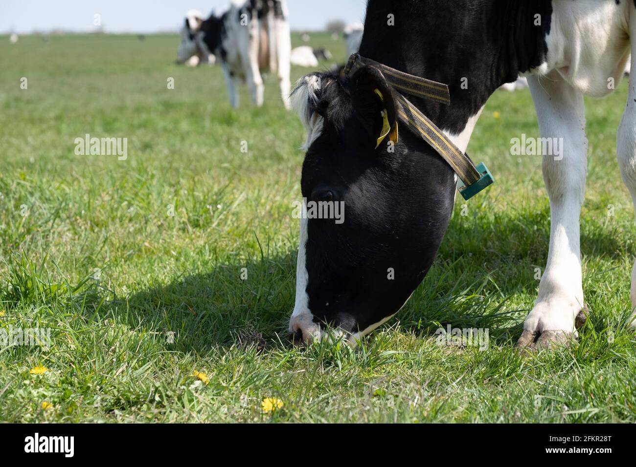 Tête d'une vache frisonne noire et blanche paisiblement parée avec col vu du côté. En arrière-plan d'autres vaches dans le paysage néerlandais de pâturage Banque D'Images