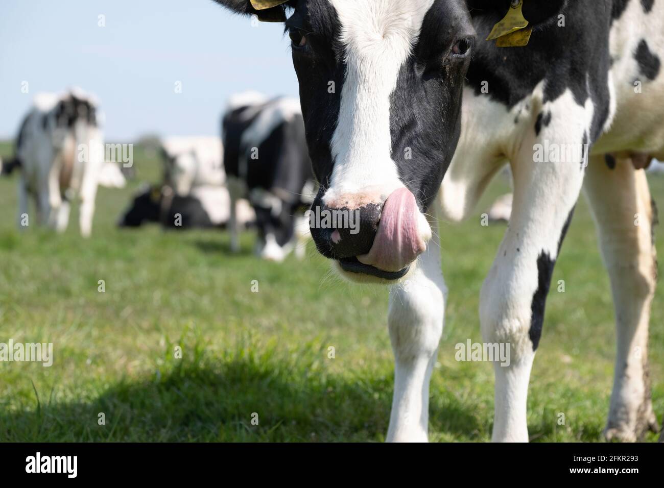 Vache noire et blanche avec sa langue rose autour du nez et narine au milieu d'un troupeau de vaches Banque D'Images