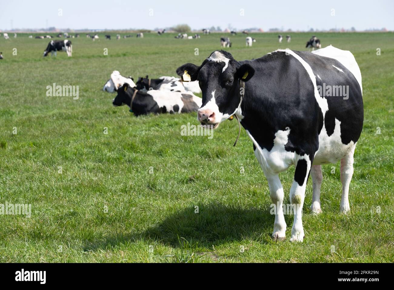 La vache noire et blanche se dresse comme une statue à demi-bouche ouverte Un paysage de prairie verte aux pays-Bas et regarde la caméra Banque D'Images