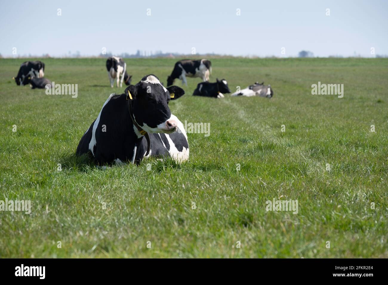 La vache frisonne noire et blanche est en train de ruminer paisiblement dans un pré vert. Autres vaches en arrière-plan. Concentrez-vous sur la tête de l'animal Banque D'Images