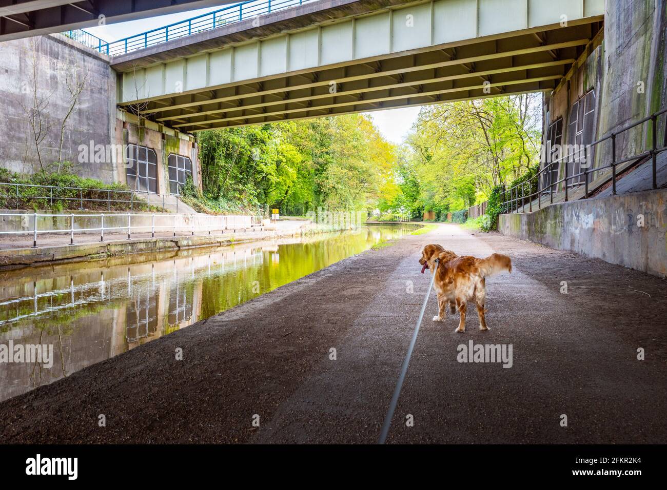 Ponts autoroutiers au-dessus du canal Bridgewater Manchester UK chien de marche sur la trajectoire de remorquage Banque D'Images