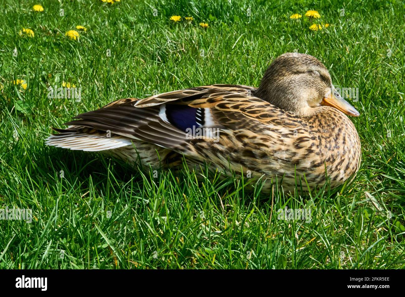 Canard sauvage reposant sur l'herbe verte par temps ensoleillé Banque D'Images