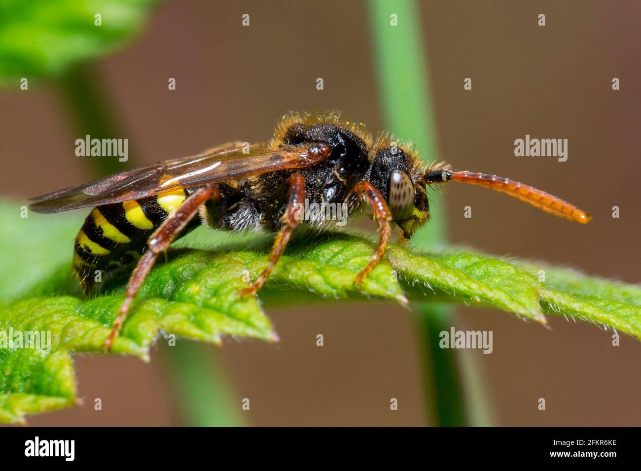 Cuckoo Bee Nomada sp Banque D'Images