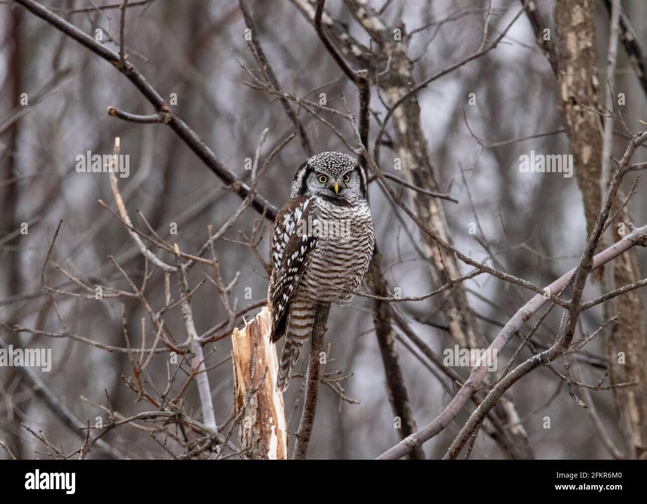 Hibou des faucon du Nord (Surnia ulula) Perchée dans les bois en hiver pendant la chasse au Canada Banque D'Images