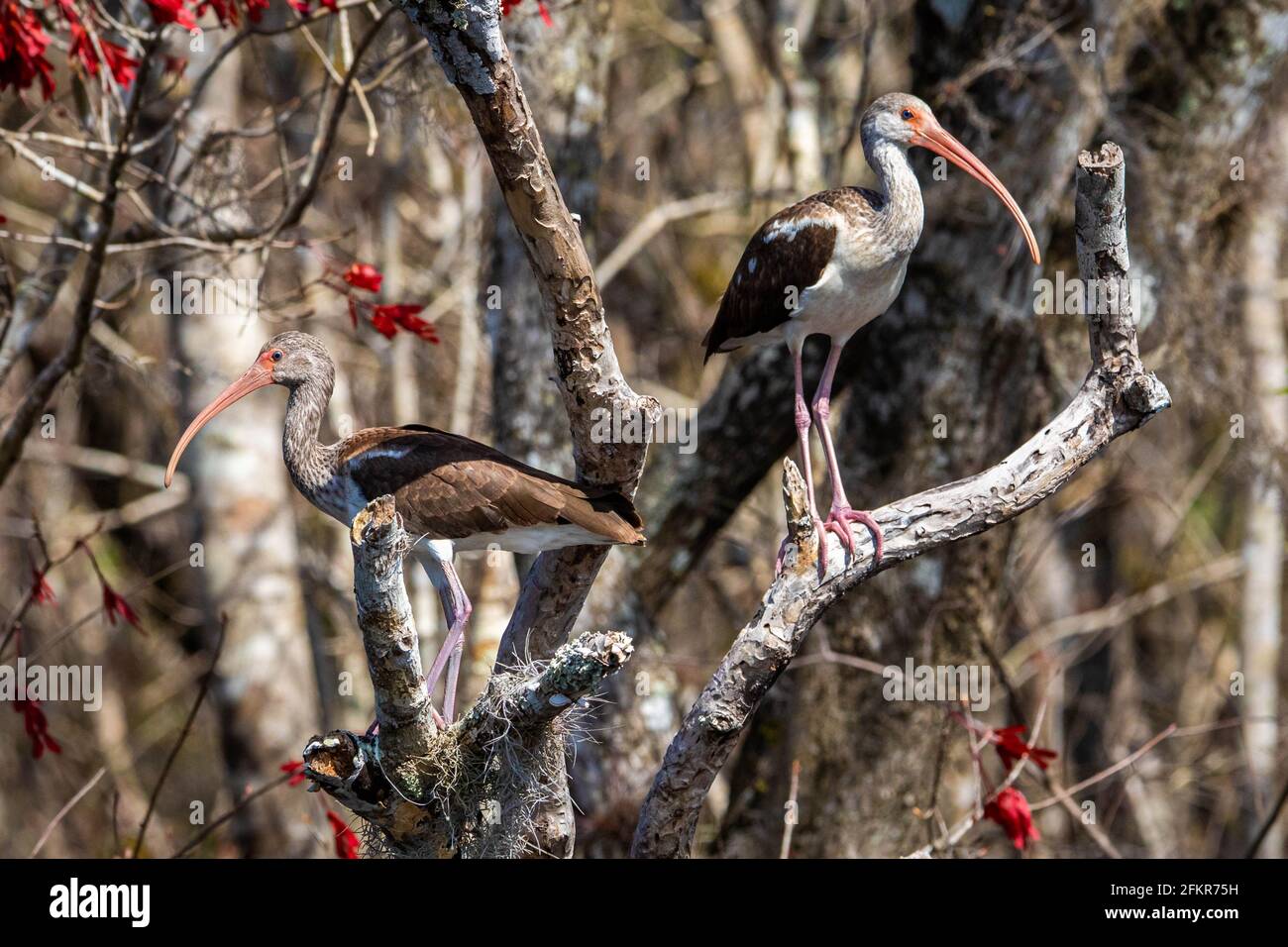 Paire d'ibis blancs juvéniles américains sur un arbre à jour Banque D'Images