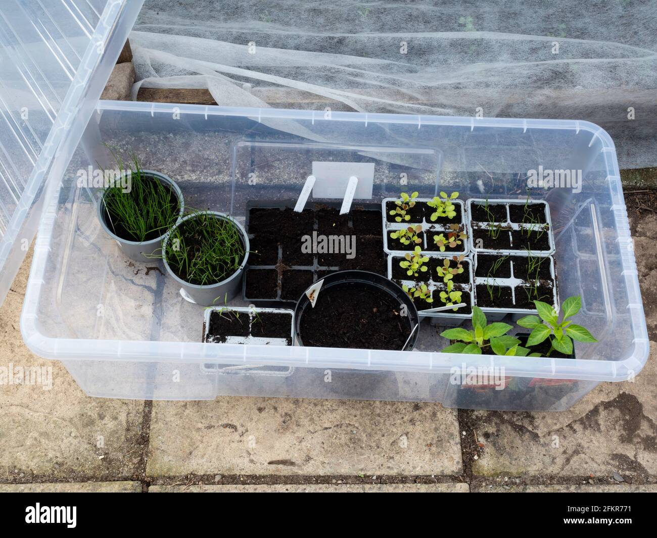 Cadre froid improvisé à l'aide d'une boîte de rangement en plastique pour la culture semis et plantes tendres dans un petit légume de jardin à l'arrière tracé Banque D'Images