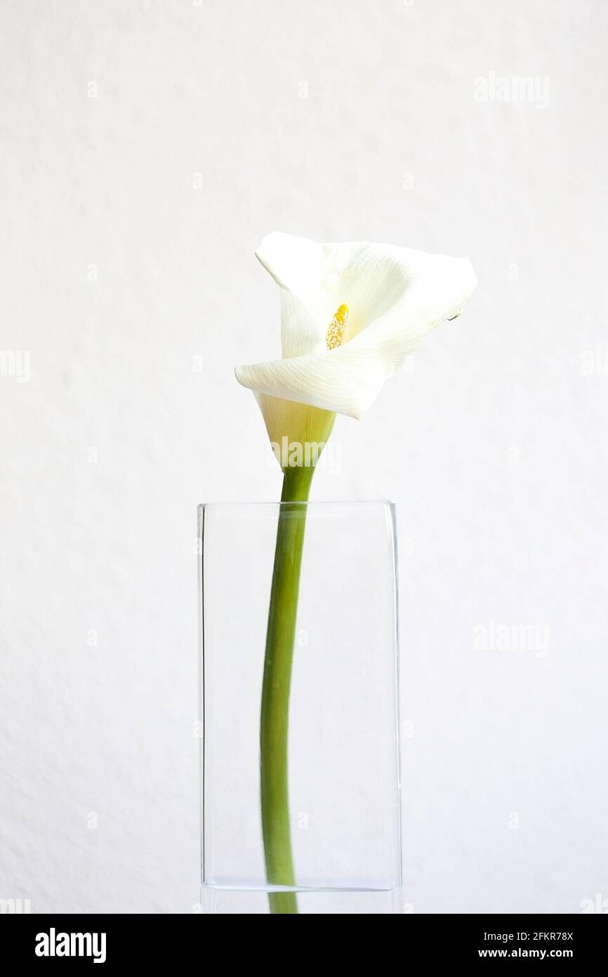 calla Lily dans vase avec eau II Photo Stock - Alamy