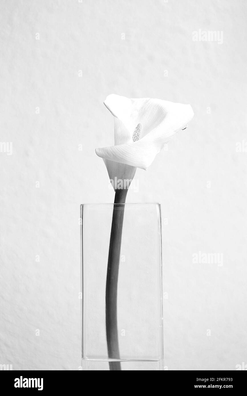 nénuphars dans vase avec eau III Banque D'Images