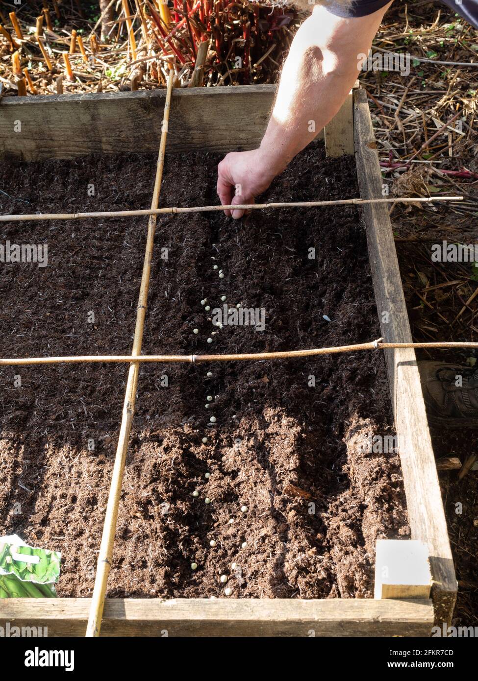 Semis tôt de printemps de pois de jardin Pisum sativum 'Metéor' in un lit surélevé avec des cannes pour un espacement de pied carré Banque D'Images