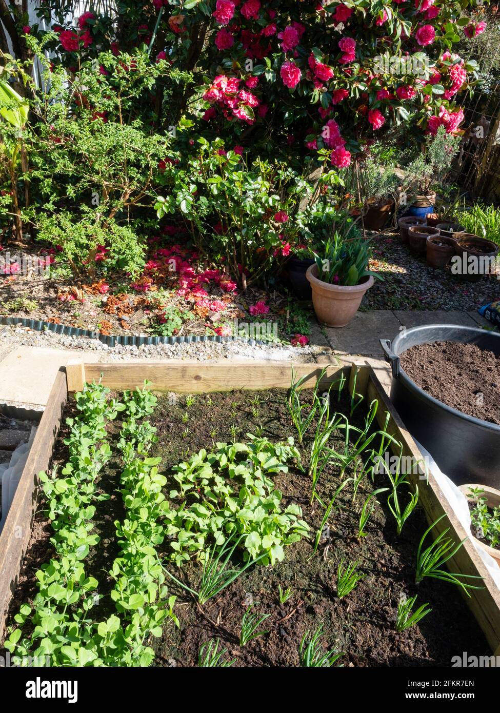 Lit de légumes élevé au début du printemps planté de petits pois, de radis, d'échalotes, d'ail et de carottes dans un cadre de jardin Banque D'Images