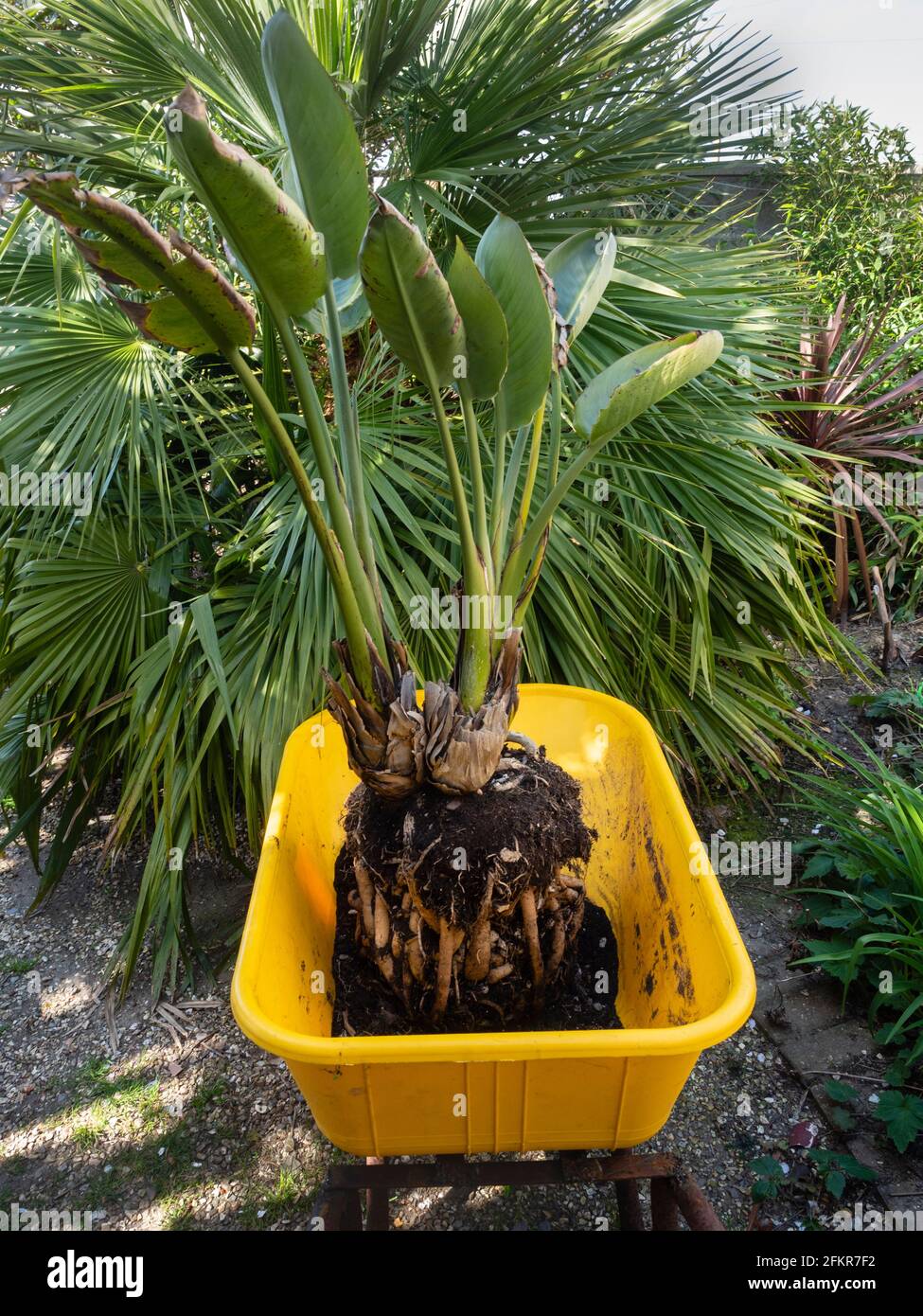 Rempotage d'une plante-contenant liée à la racine de l'oiseau de fleur paradisiaque, Strelitzia reginae, dans un jardin de Plymouth, au Royaume-Uni Banque D'Images