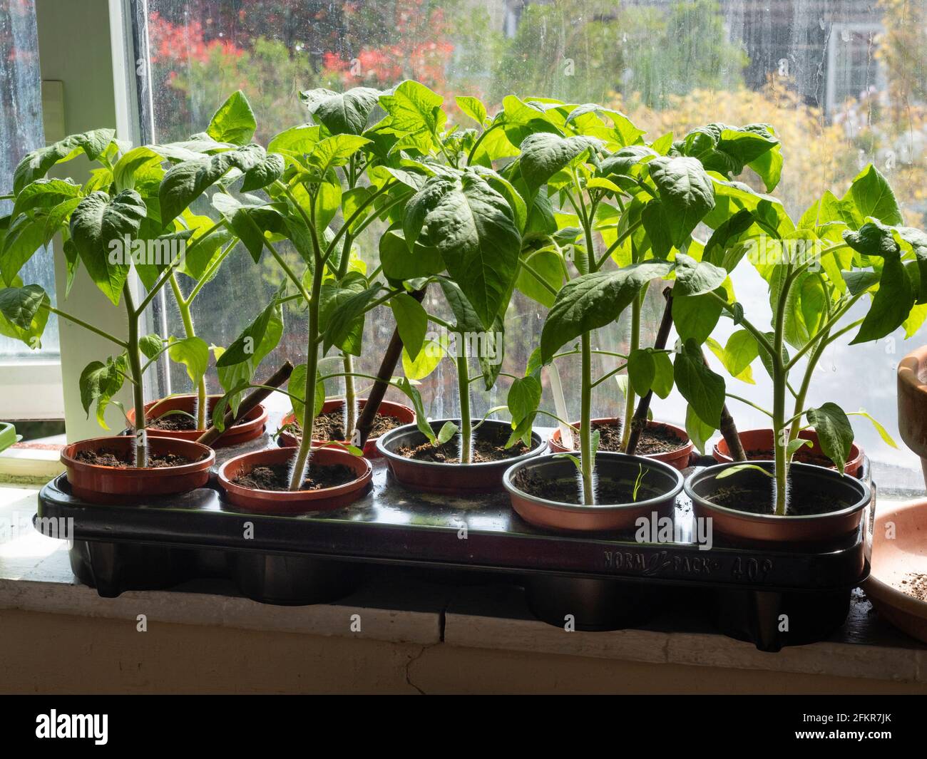 Semis de tomate (Solanum lycopersicum) « Outdoor Girl » grandit sur un rebord ensoleillé de la fenêtre avant la plantation à l'extérieur Banque D'Images