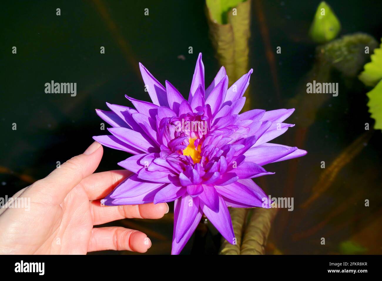 La main de la femme touche soigneusement Violet vif Nymphaea Nouchali nénuphar Floraison dans l'étang Banque D'Images