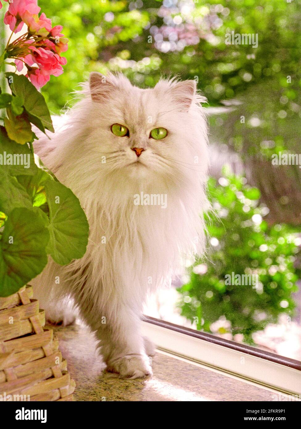 CHAT perse argent blanc chinchilla long pedigree à poil dur, avec le meilleur pied en avant, posant pour un portrait dans la lumière naturelle de fenêtre à sa maison Banque D'Images