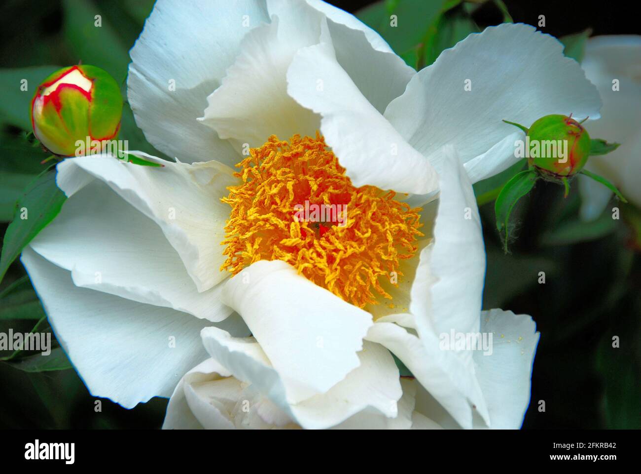 Une seule fleur de pivoine blanche avec deux bourgeons pousse au milieu des feuilles de pivoine vertes dans un jardin d'accueil. Banque D'Images