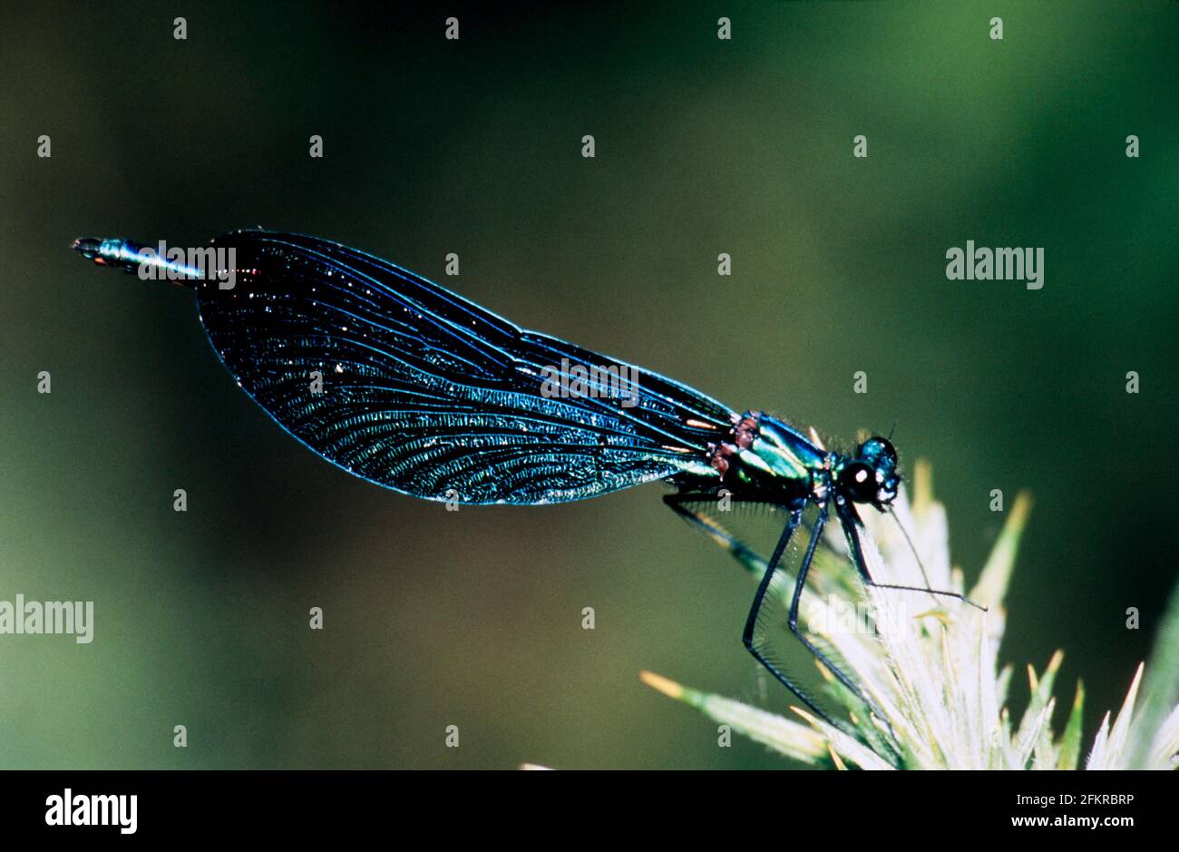 Dragonfly, Damselfly de la réserve naturelle britannique Banque D'Images