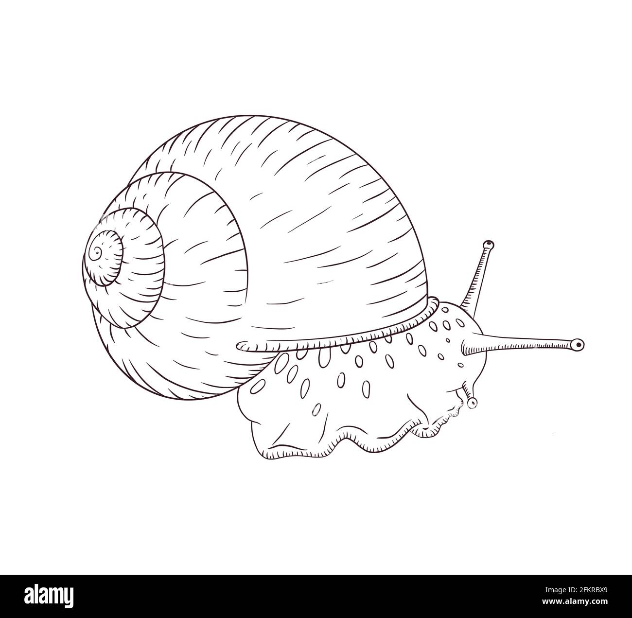 Cochlée de raisin réaliste croquis noir et blanc détaillé. Silhouette de ligne-bloc avec coque radiale. Mollusque glissant utilisé pour l'alimentation. Animal gravé pour étiquette, logo, crème cosmétique Illustration de Vecteur