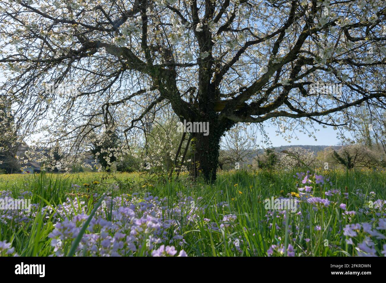 Vue panoramique sur un grand cerisier en fleur blanche et mayflower en prairie verte en premier plan. Échelle sur le tronc de l'arbre. Banque D'Images Vue panoramique sur un grand cerisier en fleur blanche et mayflower en prairie verte en premier plan. Échelle sur le tronc de l'arbre. Banque D'Images