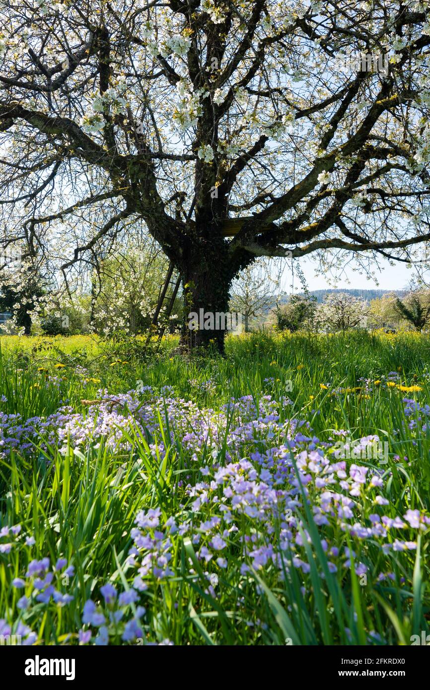 Vue panoramique sur un grand cerisier en fleur blanche et mayflower en prairie verte en premier plan. Échelle sur le tronc de l'arbre. Banque D'Images Vue panoramique sur un grand cerisier en fleur blanche et mayflower en prairie verte en premier plan. Échelle sur le tronc de l'arbre. Banque D'Images