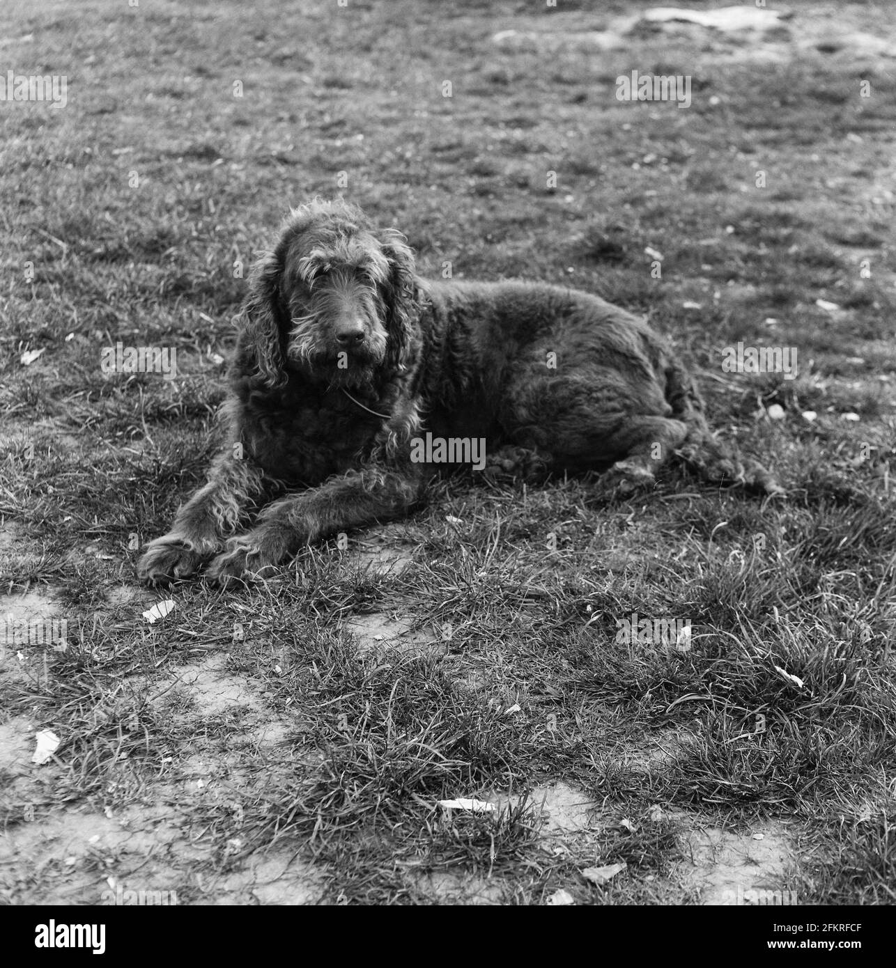 Labradoodle chien dans le jardin Hampshire, Angleterre, Royaume-Uni. Banque D'Images