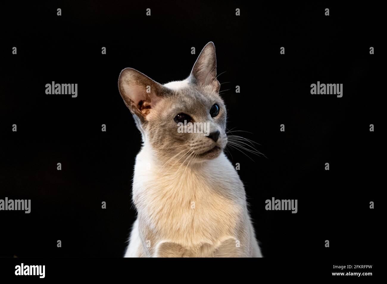 Beau portrait de chat siamois avec des yeux bleus frappants sur fond noir Banque D'Images