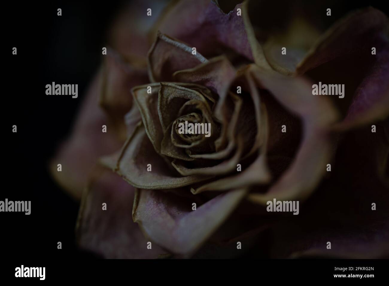 Gros plan de rose desséchée séchée avec des tons violets et bruns sur fond sombre Banque D'Images