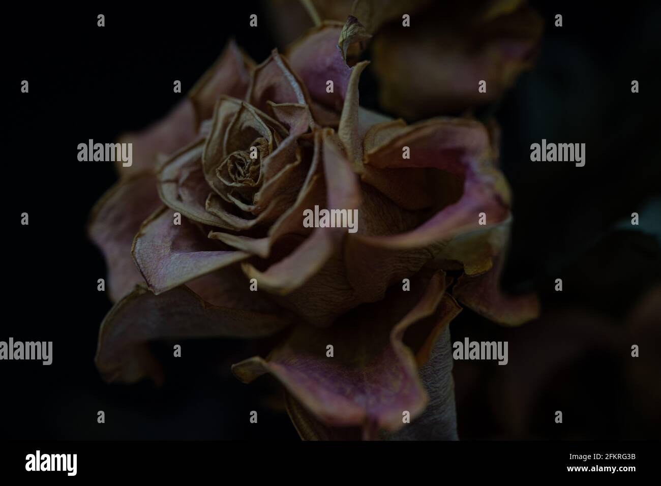 Rose séchée avec des pétales altérés montrant la pourriture naturelle et la beauté fanée Banque D'Images