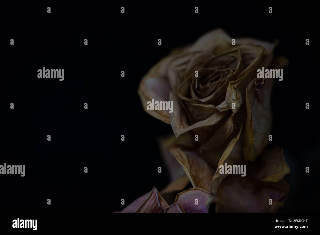 Tête de fleur de rose séchée sur fond sombre montrant des pétales vieillis et une pourriture naturelle Banque D'Images