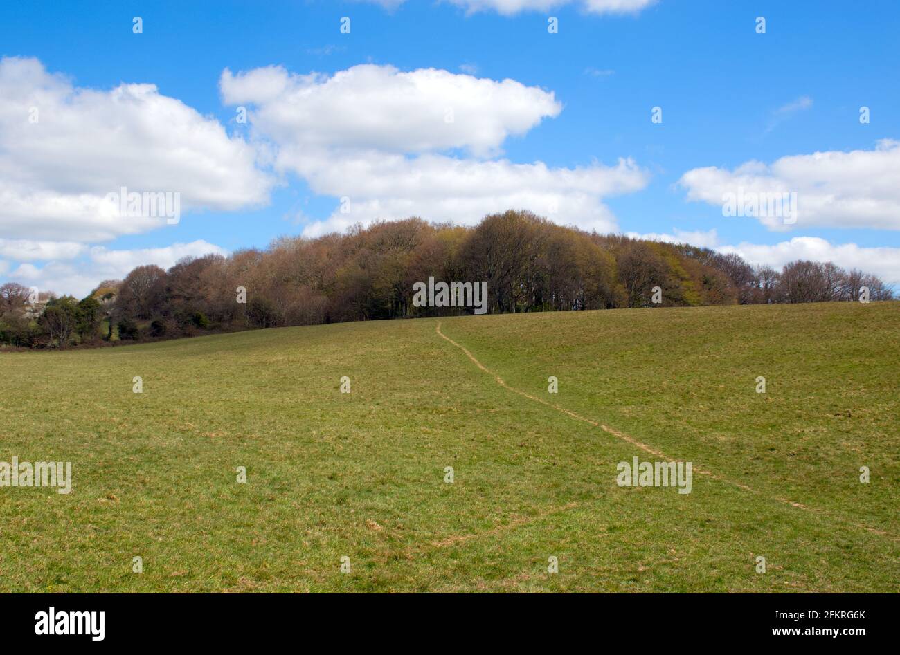 Un chemin à travers un champ montant vers un bois contre un ciel bleu et un nuage blanc, à Sussex, Angleterre, Royaume-Uni. Banque D'Images