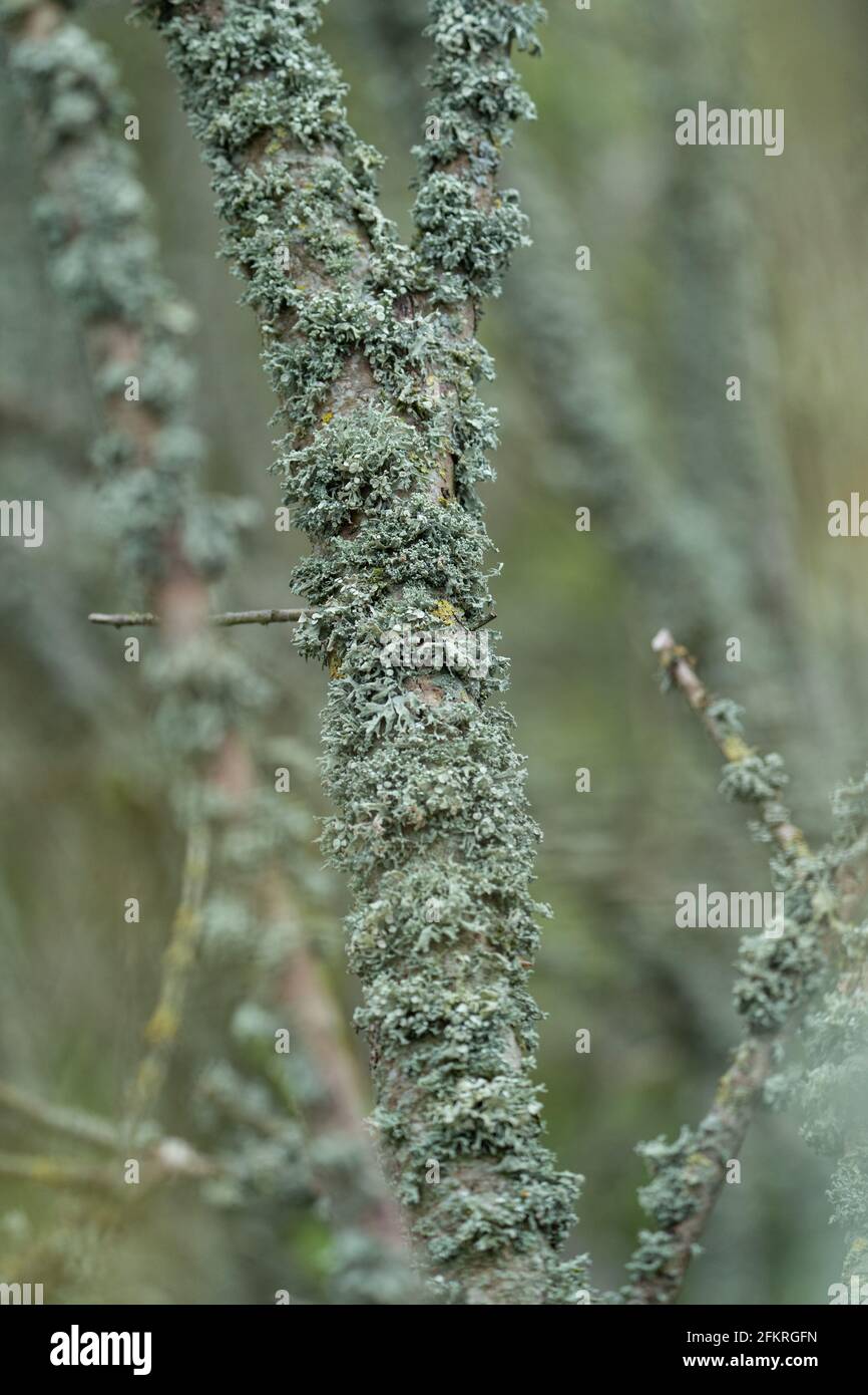 Détail en gros plan de lichen poussant sur des branches d'arbres dans un cadre boisé naturel Banque D'Images