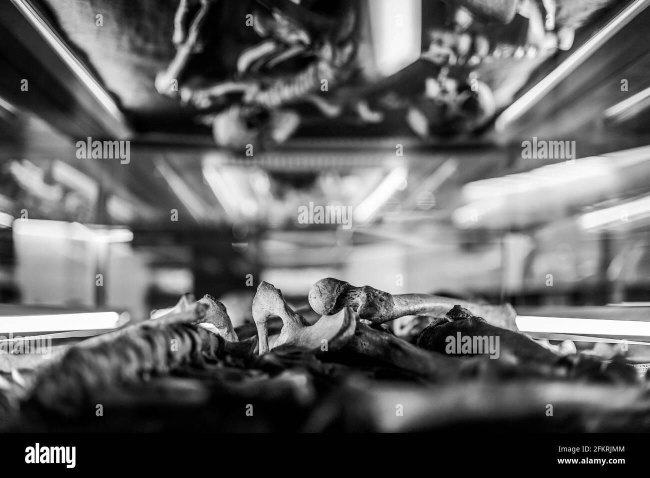 Naples, ITALIE. 2 mai 2020. 03/05/2021 Naples, l'exposition tant attendue sur les gladiateurs au Musée archéologique national de Naples, ouverte au public crédit: Fabio Sasso/ZUMA Wire/Alamy Live News Banque D'Images