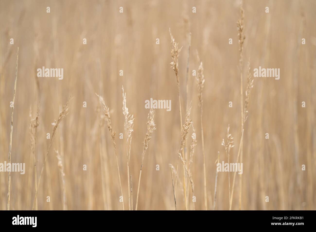 Têtes de graines d'herbe dorée balançant dans une lumière naturelle douce créant une scène de campagne paisible Banque D'Images