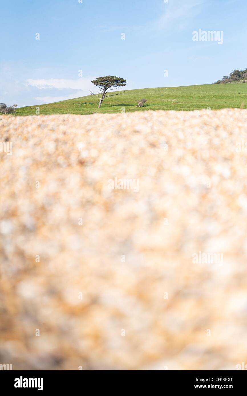 Seul arbre balayé par le vent sur la colline du Devon avec des herbes de premier plan floues Banque D'Images
