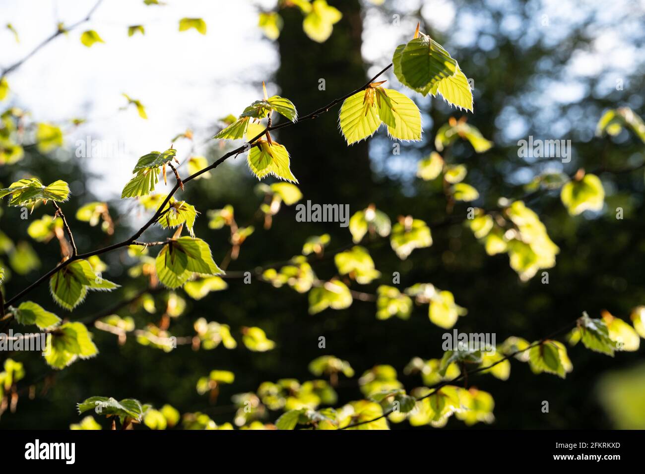 Feuilles vertes fraîches sur les branches d'arbres illuminées par la lumière du soleil au printemps Banque D'Images