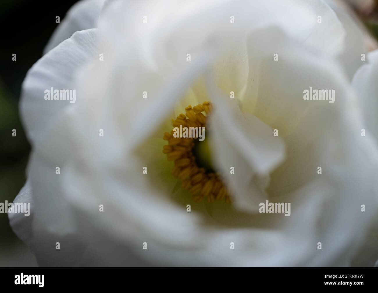 Gros plan de fleur de magnolia blanc montrant des pétales délicats et des étamines dorées Banque D'Images