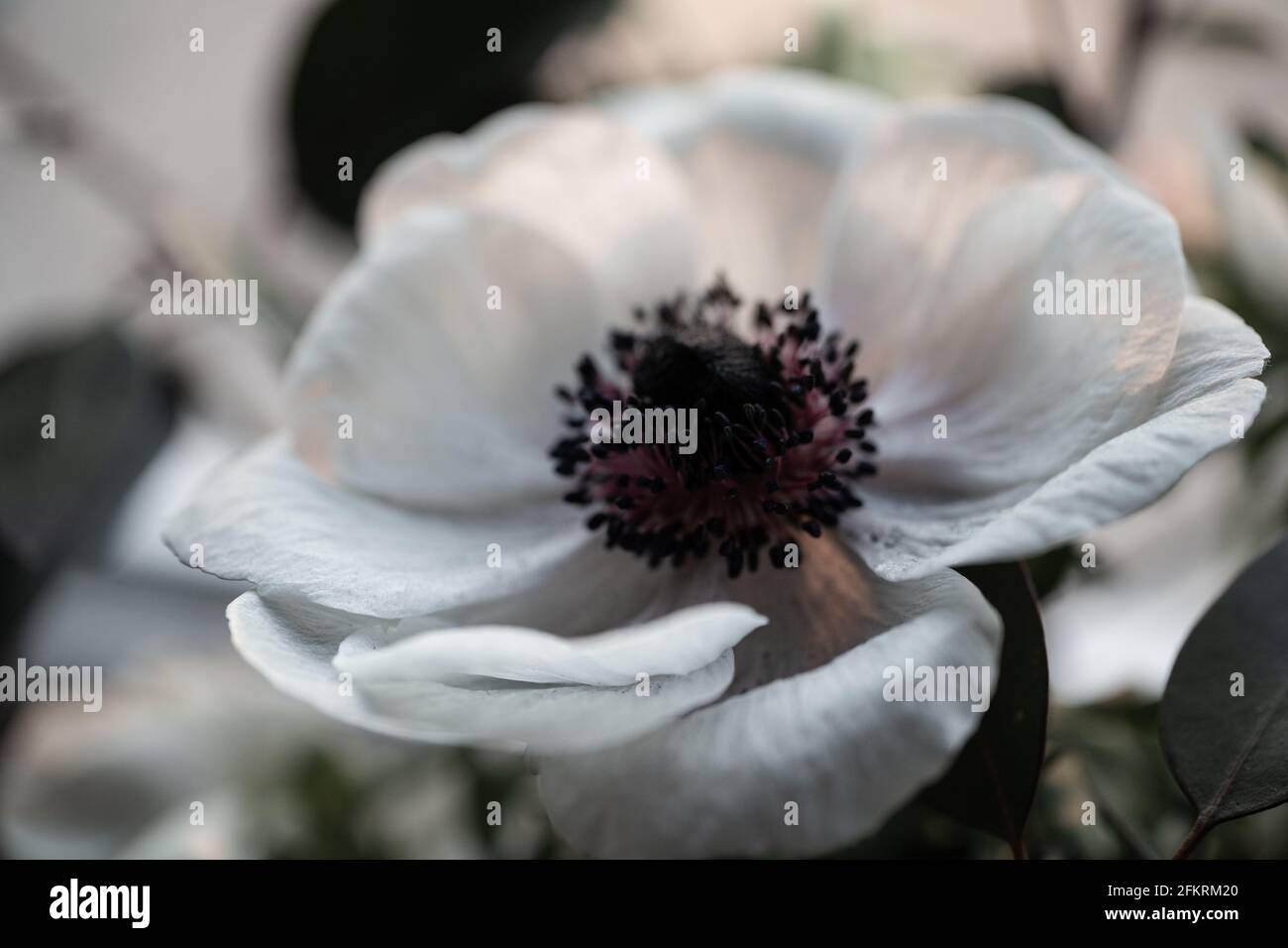 Fleur d'anémone blanche avec centre foncé et étamines en gros plan Banque D'Images