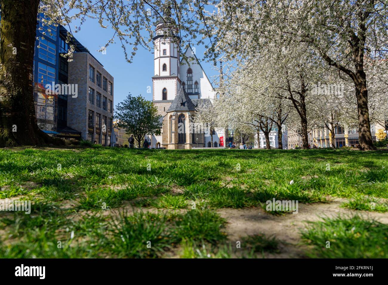 Leipzig, Saxe, Allemagne, 04-28-2021 Cherry Blossom devant la célèbre église Saint-Thomas Banque D'Images