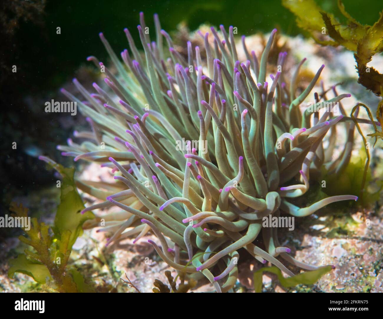Anemone (Anemonia viridis) sous l'eau Banque D'Images