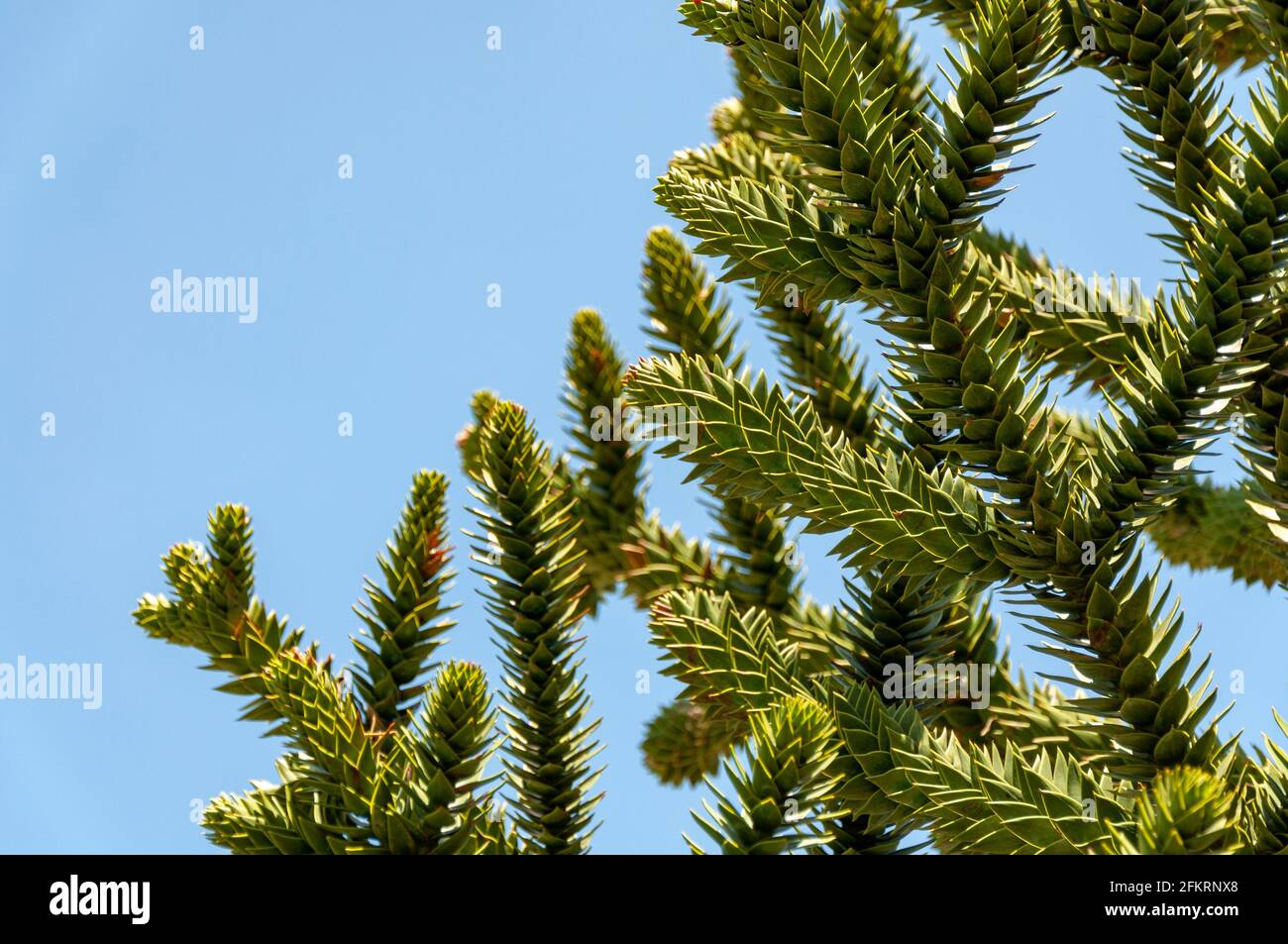 Araucaria araucana, arbre de puzzle de singe ou arbre de queue de singe. Vue de près des feuilles de l'Araucaria araucana Banque D'Images