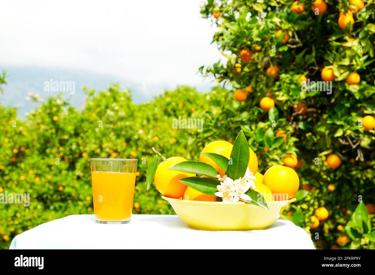 Verre de délicieux jus d'orange bio fraîchement pressé avec bol de fruits sur une table de pique-nique extérieure. Jardin de plantation d'orange sur les contreforts avec le bord de l'eau Banque D'Images