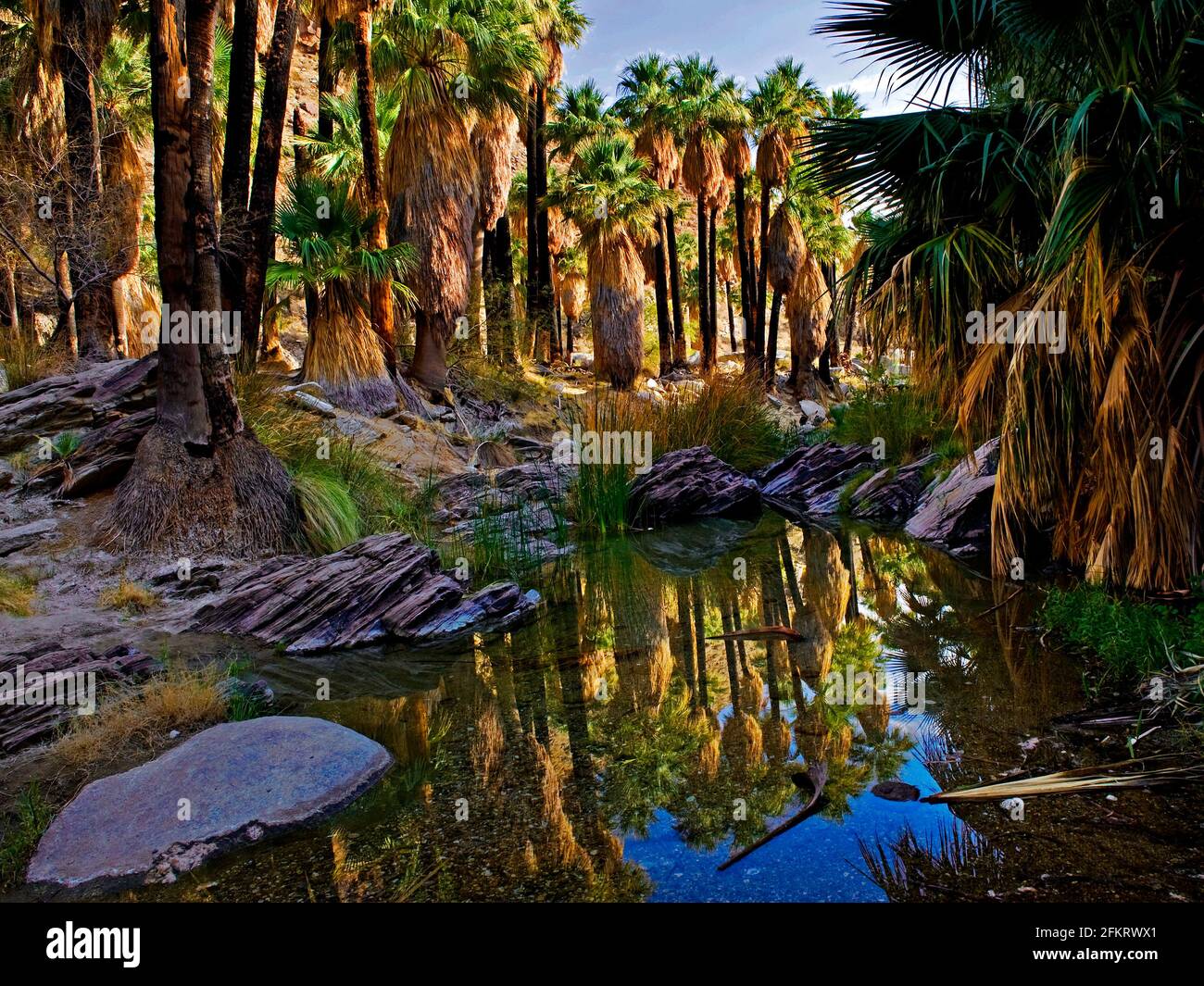 Réflexion à West Fork Palm Canyon Creek, Indian Canyons, Palm Springs, Californie Banque D'Images