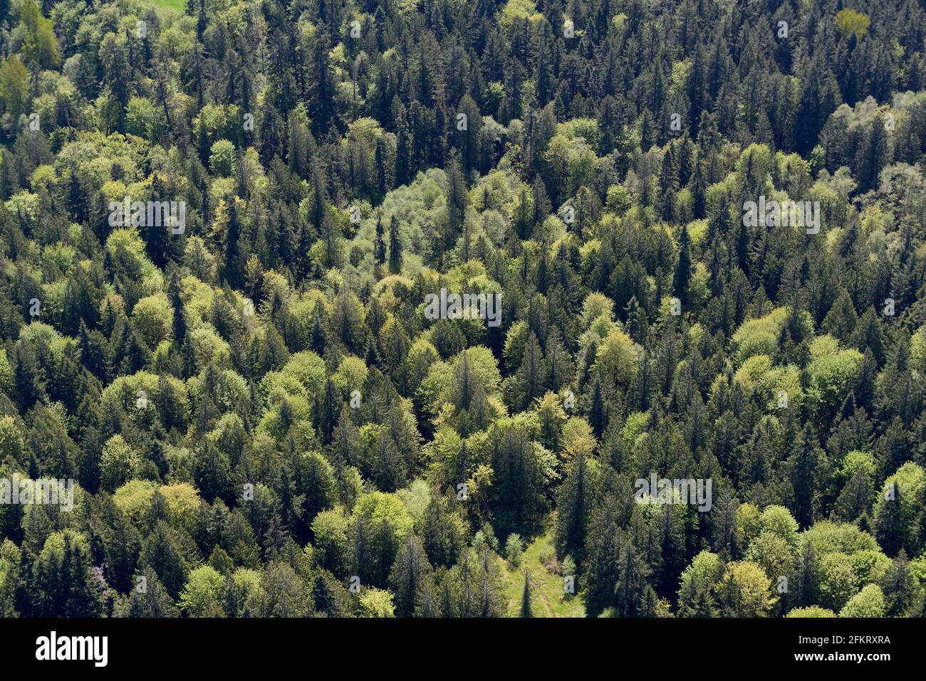 Photo aérienne des arbres, île de Vancouver, Colombie-Britannique Banque D'Images