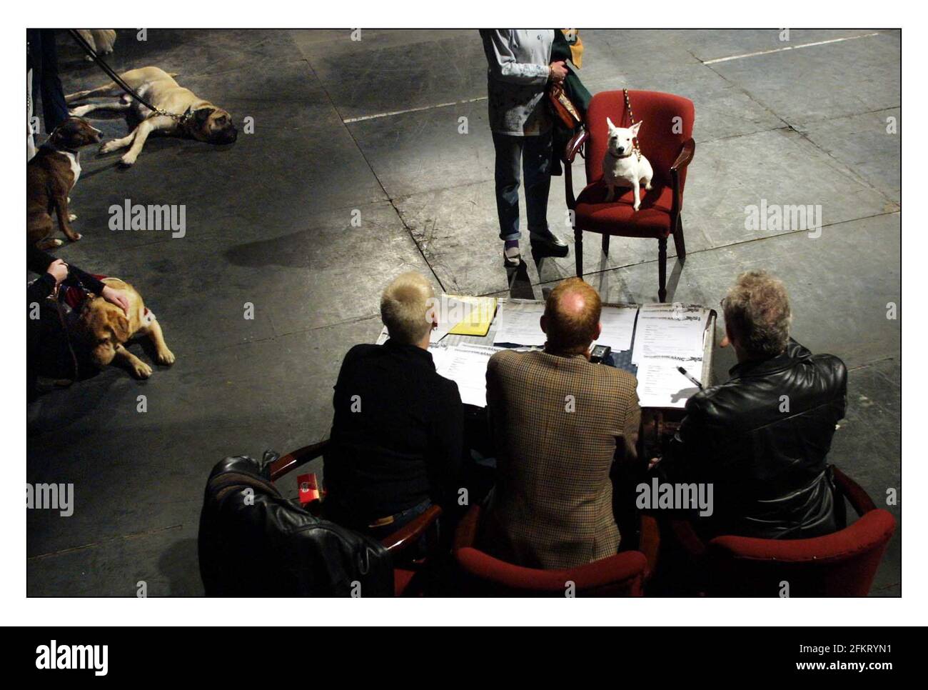 Chiens auditionnant pour le spectacle de l'extrémité ouest Chitti Chitti Bang au London Palladium. pic David Sandison 6/2/2002 Banque D'Images