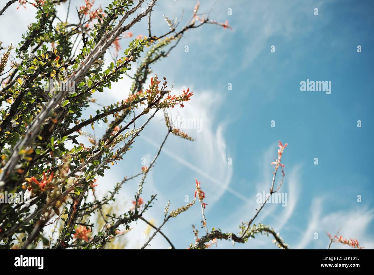 Desert Plant atteint pour le ciel -- usine Ocotillo dans le parc national de Joshua Tree, Californie Etats-Unis Banque D'Images