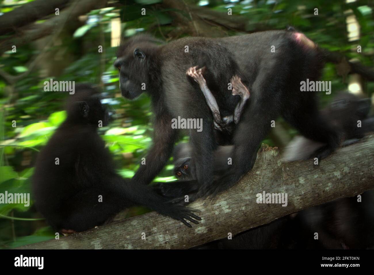 Celebes macaque à crête : une mère prenant soin d'un bébé lorsqu'il se déplace sur un tronc d'arbre pendant l'activité sociale. Malgré la stabilité de sa population dans les forêts protégées, l'état global de la population du macaque à crête de Celebes (Macaca nigra) continue de diminuer, selon l'évaluation d'une équipe de chercheurs travaillant pour la liste rouge des espèces menacées de l'UICN, publiée l'an dernier (2020). Banque D'Images