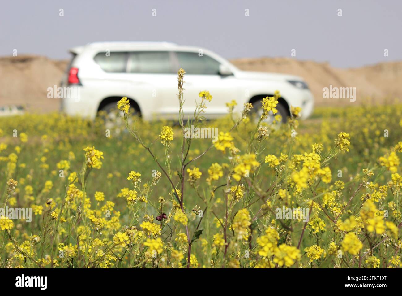 Prado avec fleurs jaunes Banque D'Images