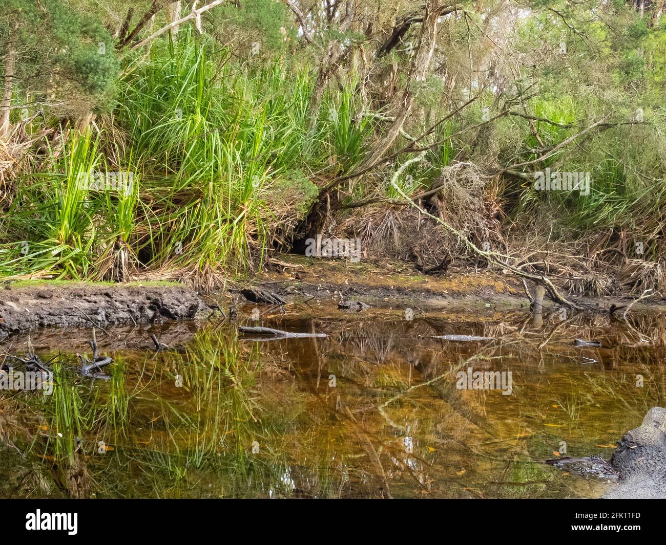 Creek at the refuge Cove Camping - Wilsons Promontory, Victoria, Australie Banque D'Images
