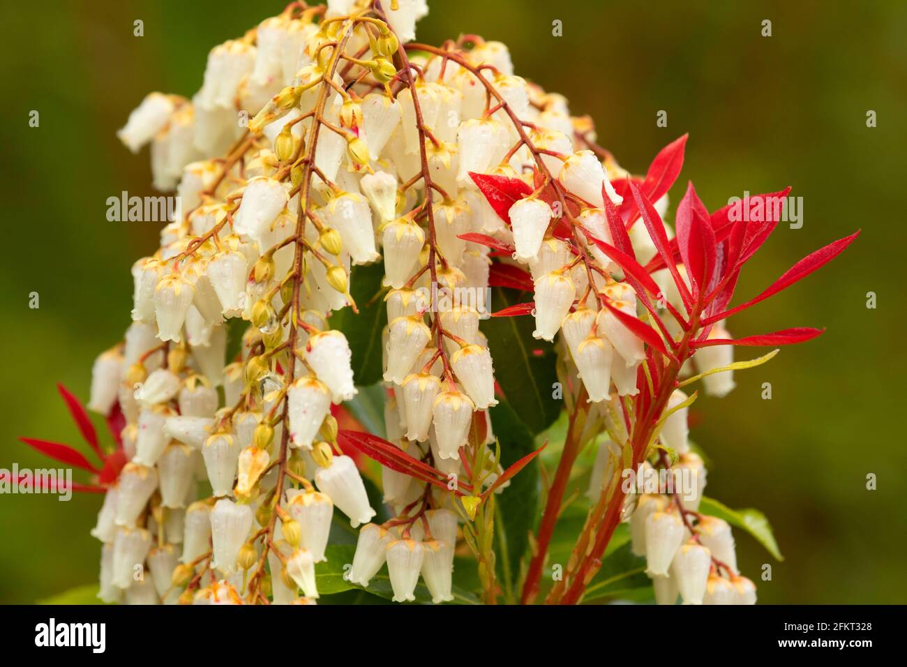 Feu de montagne ou pieris japonais (Pieris japonica) en fleur, le jardin Rhododendron, le parc Hendricks, Eugene, Oregon Banque D'Images